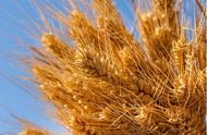 美国小麦和俄罗斯小麦的区别（美国低筋小麦与俄罗斯低筋小麦）