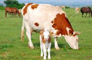 母牛排卵表现（养20头牛国家补贴多少）