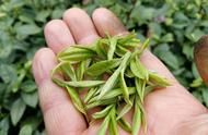 绿茶种子什么时候可以采收（南方的绿茶籽几月份种）