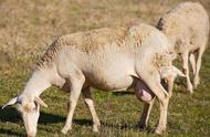 怎样分辨山羊怀孕几个月（如何判断大母山羊是不是怀孕）