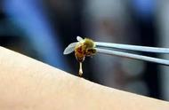 蜜蜂为什么会喜欢花蜜（蜜蜂是怎么找到花蜜源的）