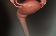 胚胎发育过程包括哪些（早期胚胎发育到什么阶段）
