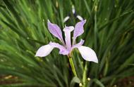 马莲花如何栽种（如何在花盆种植马莲花）