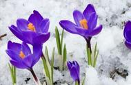 开在冰天雪地的花是什么（在极寒之地开的花是什么花）