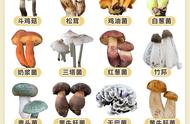 17种常见食用蘑菇（市面上常见的可食用的蘑菇）