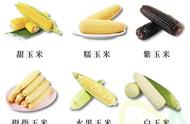 玉米种类对照表（玉米各部位名称以及图片）