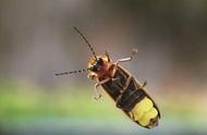 萤火虫是益虫还是害虫理由是什么（萤火虫的特点和生活特征是什么）