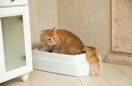 猫砂把厕所堵了如何自己快速疏通（猫砂堵了厕所如何自己快速疏通）