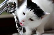 猫一直喝水是为什么（猫不停喝水原因是什么）