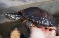 黑颈龟饲养方法视频（黑颈龟的家养方法）