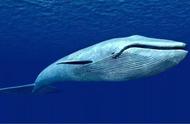 鲸鱼繁殖哔哩哔哩（鲸鱼的繁殖部位）