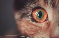 猫瞳孔放大和缩小代表什么（猫的瞳孔变细代表什么）