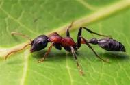 子弹蚁的生活习性（子弹蚁的生活习性介绍）