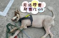 萨摩耶犬剃毛好不好（萨摩耶犬的八大缺点）