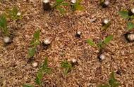 杨树的繁殖方法和注意事项（杨树的育苗时间和方法视频）