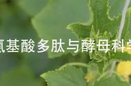 植物的果实从开始发育到完全成熟（植物的果实与种子的区别）