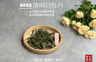 清明茶泡制出来的茶汤