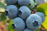 绿宝石蓝莓的种植和管理（蓝莓的栽培与管理和技术要点）