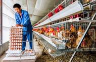 养殖场怎么喂鸡（养殖场批量喂鸡）