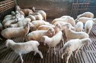 家庭养殖羊需要哪些手续（养殖羊需要办哪些手续）