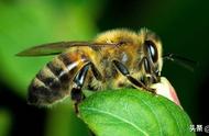 蜜蜂采蜜是昼夜采蜜还是四季采蜜（蜜蜂采蜜一般是几月份到几月份）