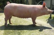 100斤后备母猪的饲料配方（280斤的母猪饲料配方）