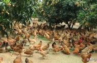 养一万只土鸡一个月要多少成本（养1000只土鸡的饲养成本需要多少）