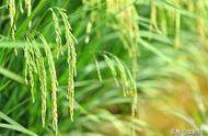 今年水稻国家保护价是多少（2023年稻谷价格）
