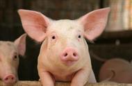 农业部预测2023年猪价（农业农村部对2023猪价预判）