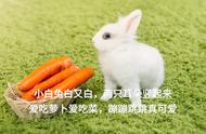 吃萝卜对兔子有什么好处（白萝卜喂兔子的好处）