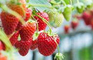 用营养土种草莓什么时候种植最好（营养土种植草莓最佳时间）