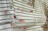实验小白鼠为什么要处死（小白鼠最后实验结果）