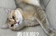 猫咪一直打滚怎么回事（猫咪总喜欢打滚是怎么回事）