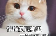 乳白橘猫是什么猫（橘猫一般是什么品种）