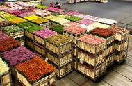 南美洲的鲜花出口国有哪些（哥伦比亚出口鲜花有哪些）