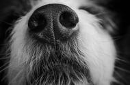 狗的鼻子怎么形容（狗的嘴巴怎么形容）