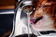 猫自动饮水器有必要吗（猫自动饮水器有什么优缺点）