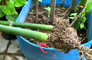 竹子扦插繁殖的方法（竹子扦插生根快办法）