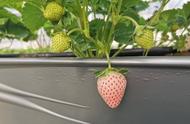 粉色草莓种植方法图解（草莓种植方法步骤图片）