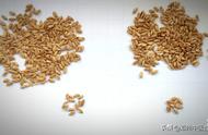 小麦和浮小麦的功效区别（浮小麦和淮小麦有什么功效区别）