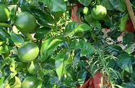 葡萄柚的种子该怎么种（葡萄柚种子种出的能结果吗）