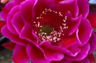 刺球花的花语（小众花的品种及花语）
