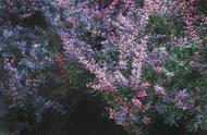 紫色叶子的小型观赏植物（紫红色长条叶子植物）