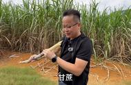 在家种植甘蔗技术视频（甘蔗种植技巧视频）