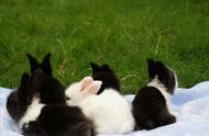 兔子长期打喷嚏是什么原因（兔子一直打喷嚏是什么原因）