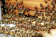 数控养蜂法创始者杨多福（数控养蜂法视频教程）