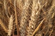 山农28小麦种哪里有售（山农29小麦品种哪里买）