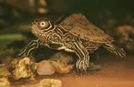 龟缸里养泥鳅注意事项（泥鳅养在龟缸好处和坏处）