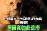 养猫人为啥折断猫尾巴（猫尾巴剪掉会怎么样）