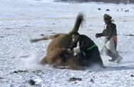 野狼鱼是什么鱼（雪山鱼是什么品种）